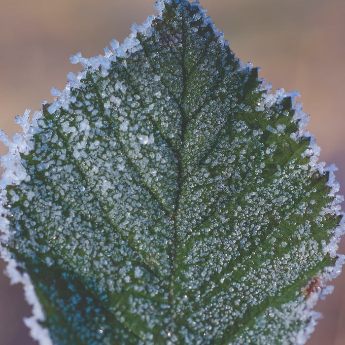 Frosts in Brazil - How Climate Change is Affecting Your Coffee